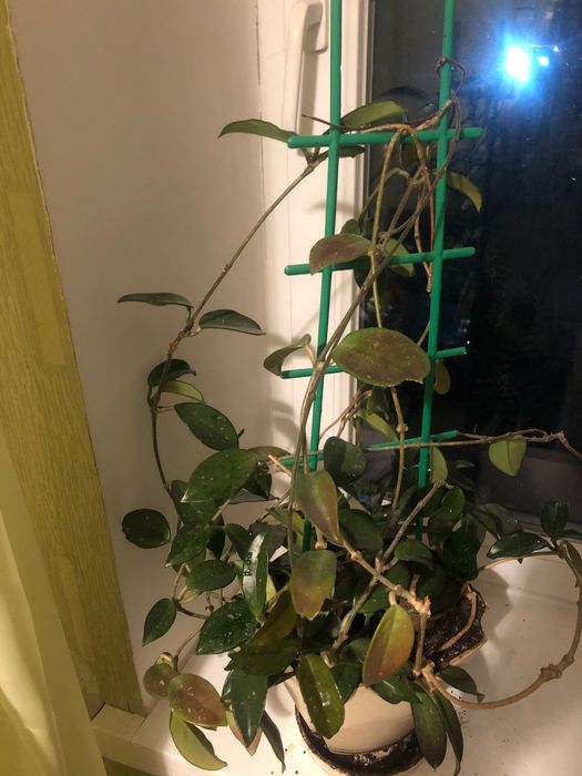 Вазон кімнатний Хлоя