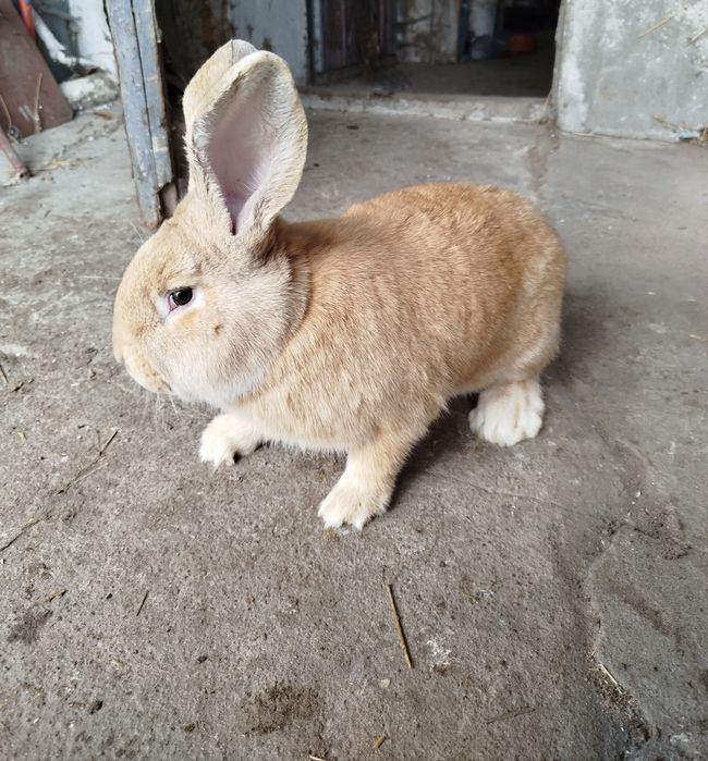 Samce młode belgi z lipca