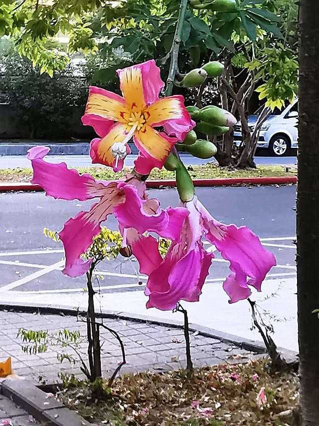 CEIBA SPECIOSA Rarytas!+Gratisy