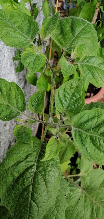 Physalis / fisalis - planta em vaso/muda