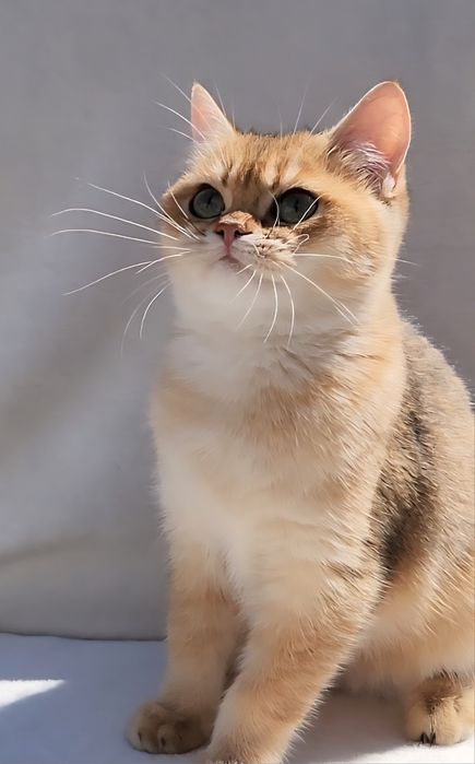 Шотландське кошеня золота шиншила