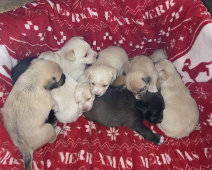 Ninhada para ADOÇÃO