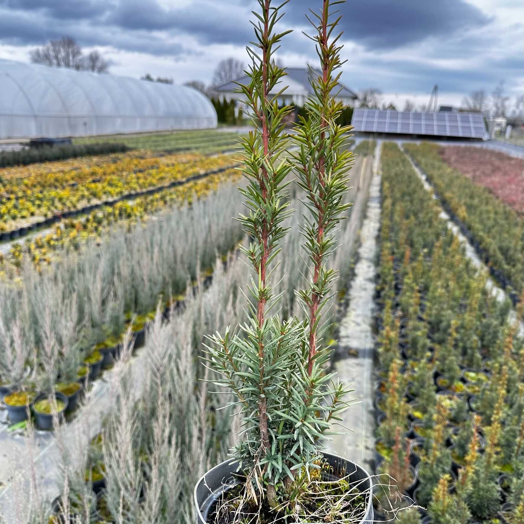 Cis posredni HICKSII  Gorzów ,  60cm  Idealny na  żywopłot