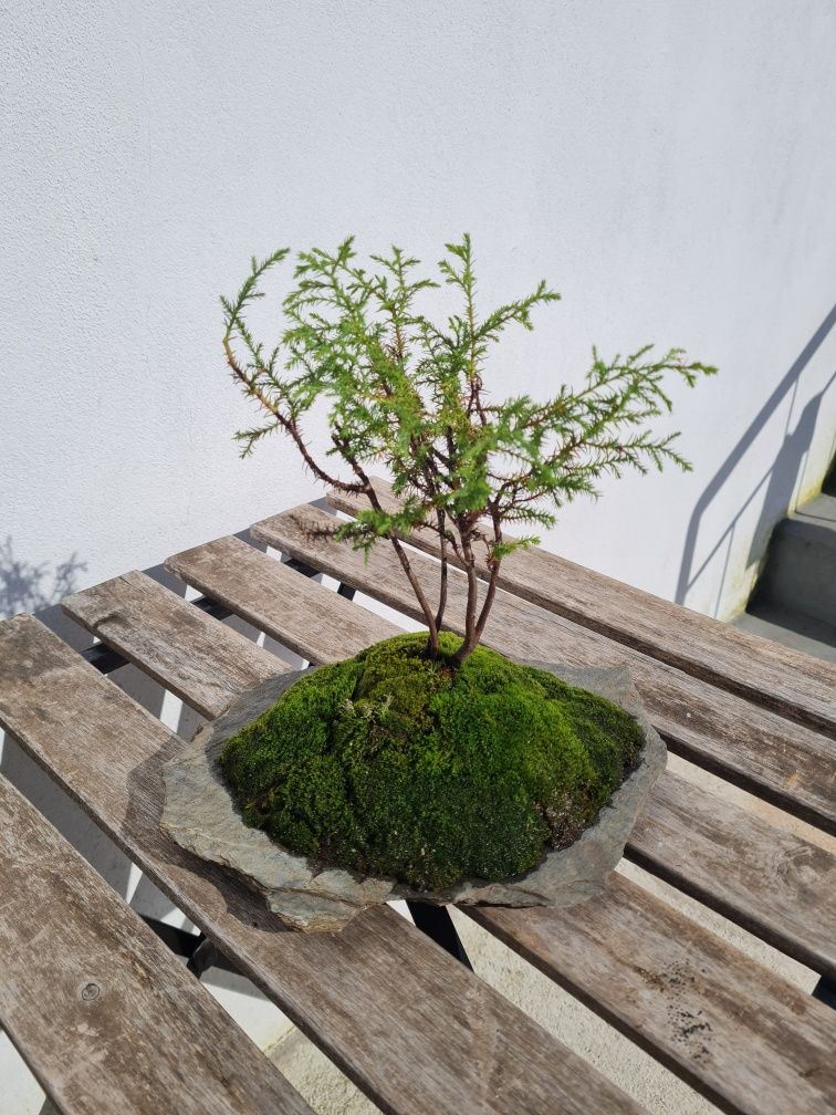Floresta Bonsai (mini)