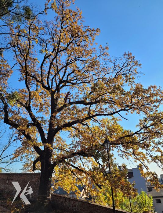 Wycinka Drzew Pielęgnacja Drzew Rębak Podnośnik Arborysta Alpinista