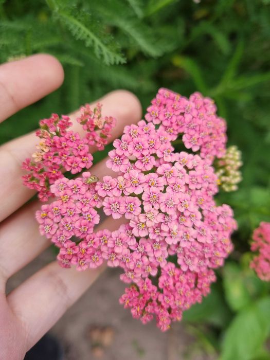 Набор тысячелистников саженцев