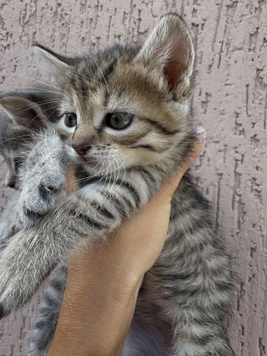 Котята від мами британськоі короткошерстноі