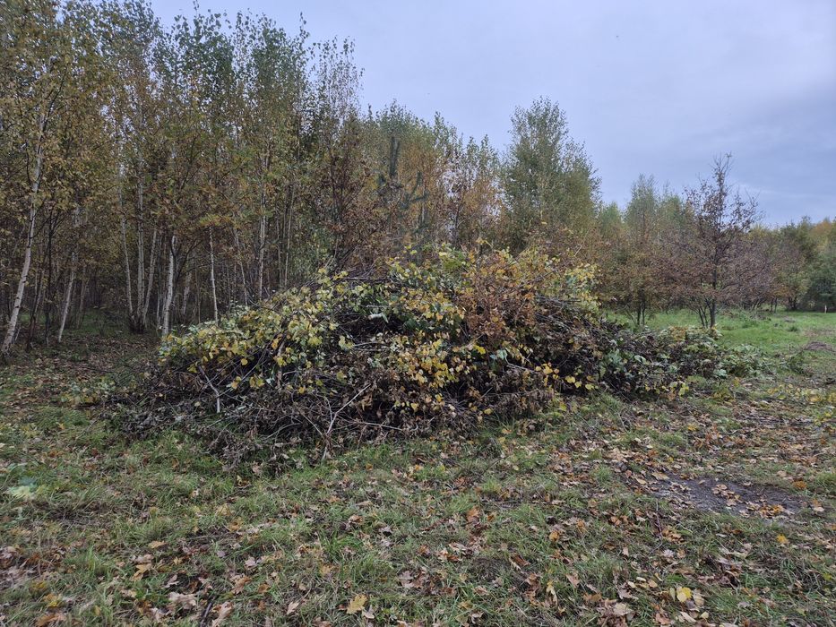 Oddam gałęzie za darmo