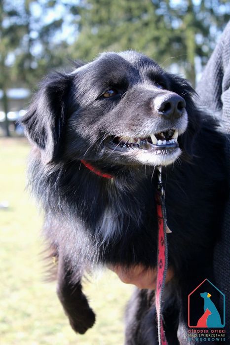 Levis 207/24 - SZUKA DOMU!