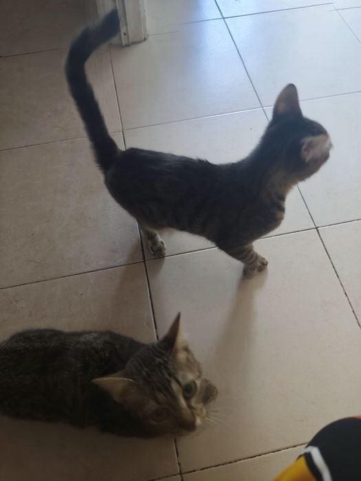 Urgente... Doação de duas gatas