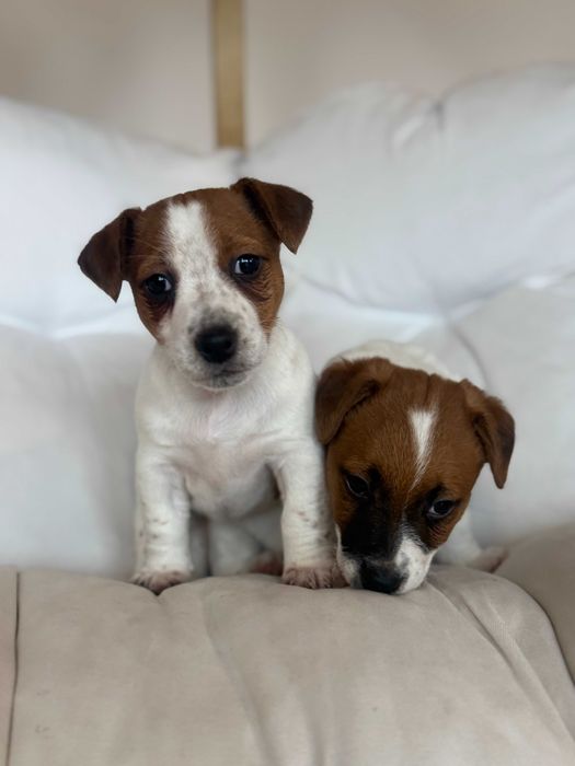 Jack Russell terrier WZORCOWA niziutka suczka od #SMARTIE JACKS#