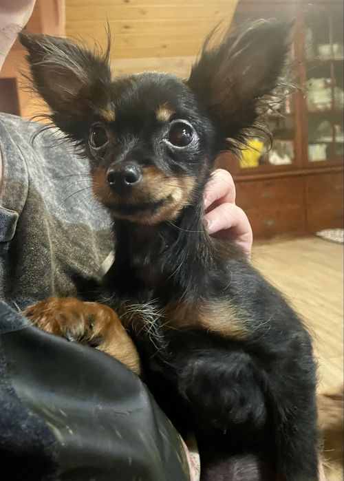 Toy rosyjski długowłosy