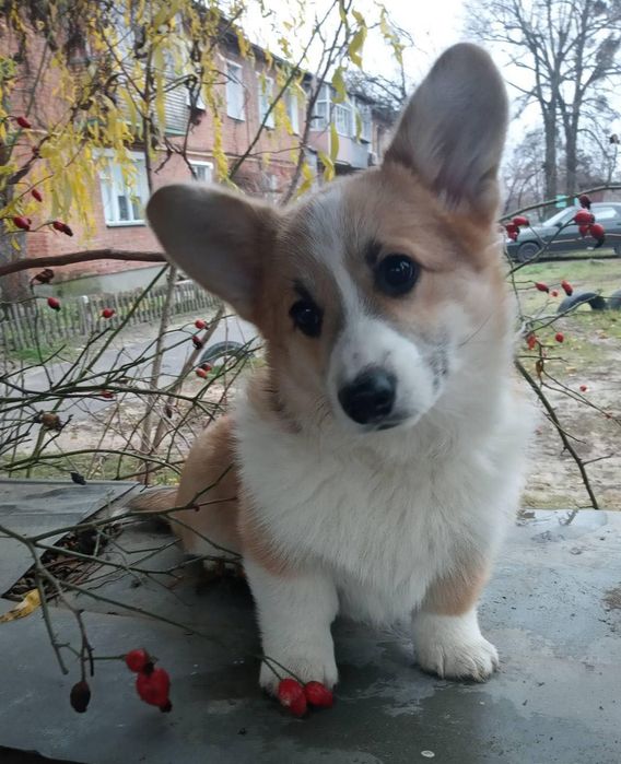 Вельш корги пемброк, очень красивая девочка с хвостиком. КСУ.