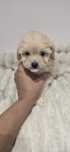 Maltipoo f1b sunia