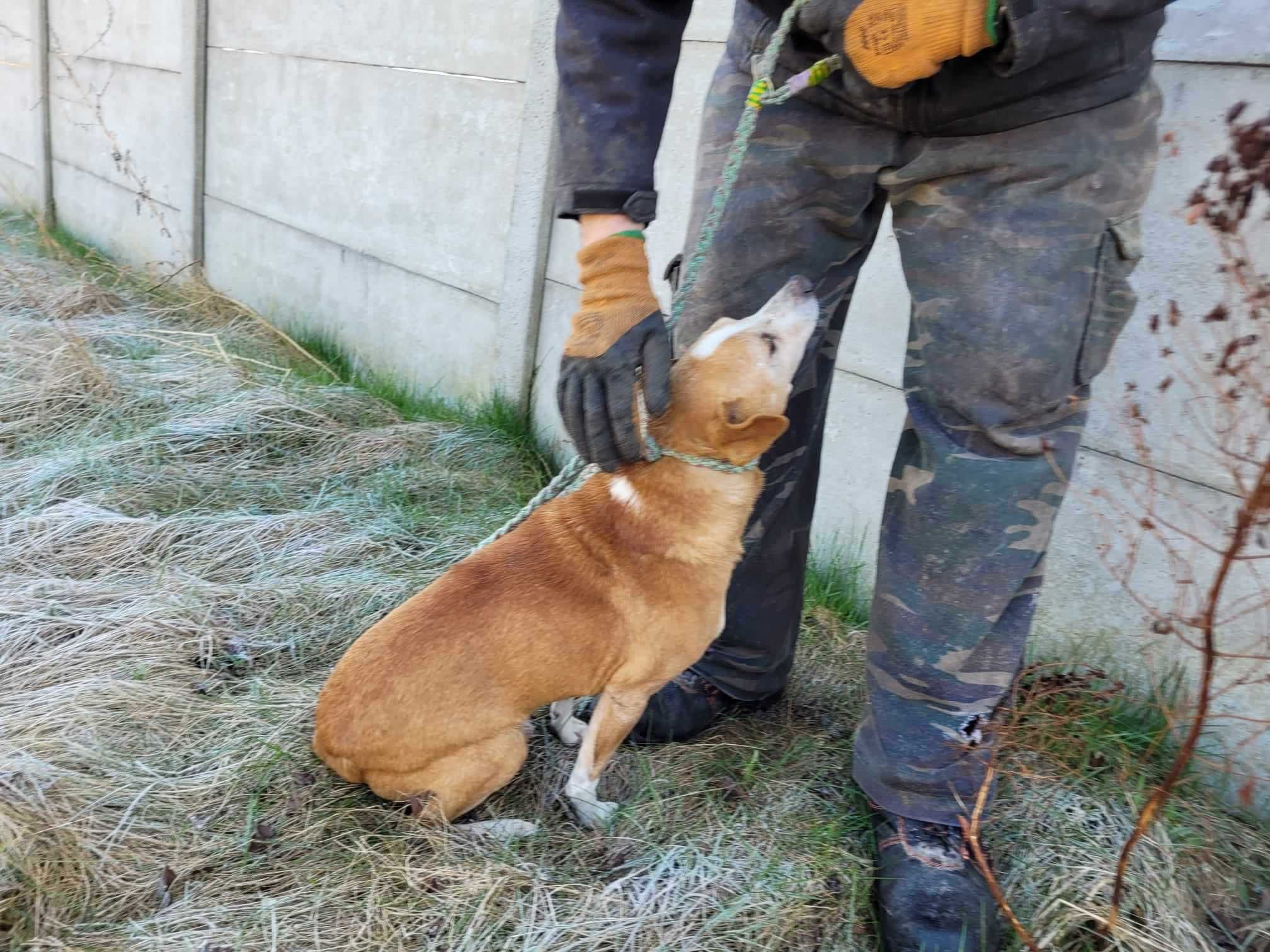 Malutki dziadzio TYMEK szuka domu !! Do adopcji !!