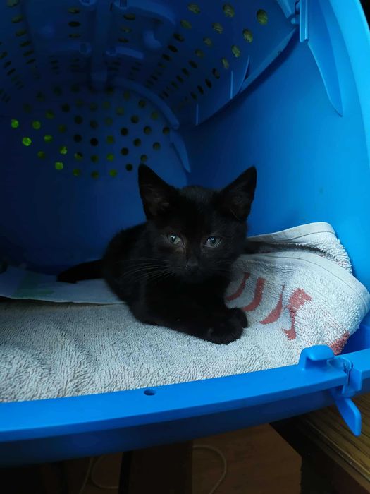 Kochane kotki szukają domów