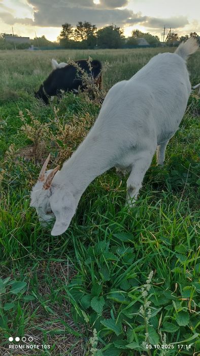 Молодые козочки.