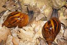 Ślimaki Achatina  ghana
