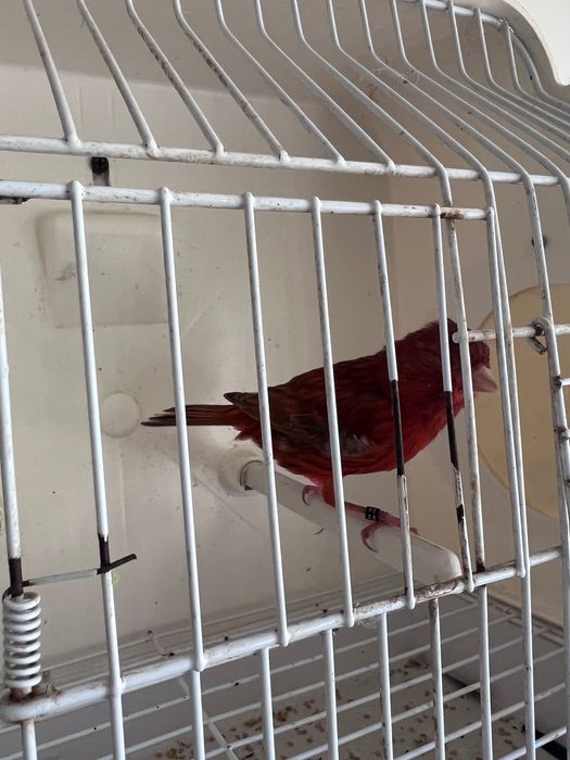 Canário novos c/anilhas