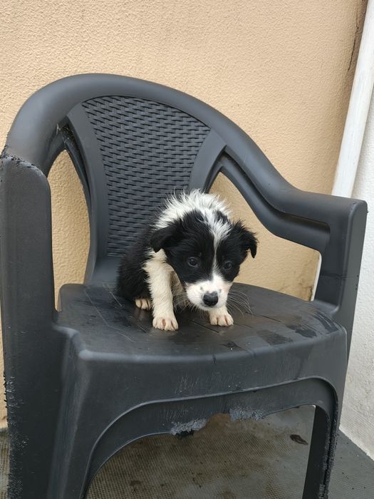Border collie fêmea pura