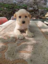 4 cachorrinhas para adoção