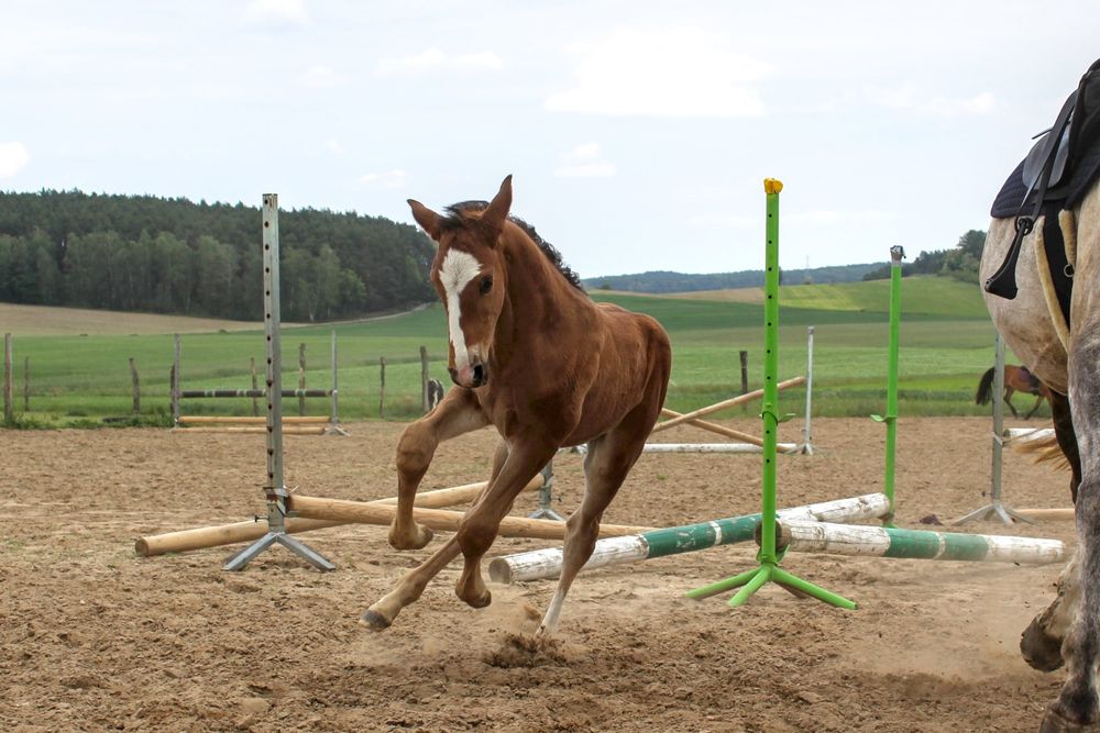 Ogierek na sprzedaz