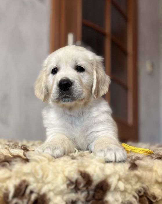 Golden Retriever ZKwP FCI - piesek