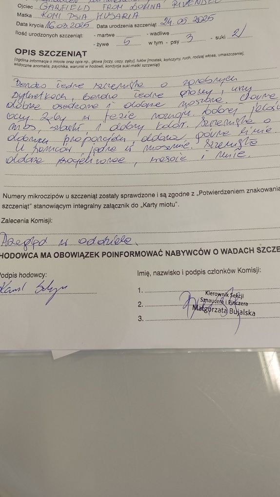 Sznaucer miniaturowy biały FCI Okazja!