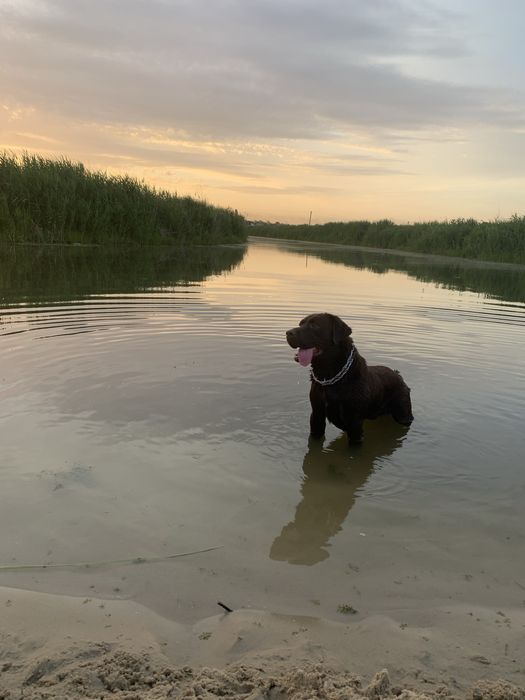 Злучка, вязка лабрадора
