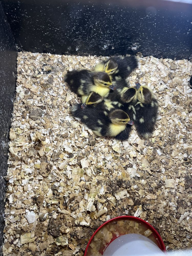Patos mudos novos