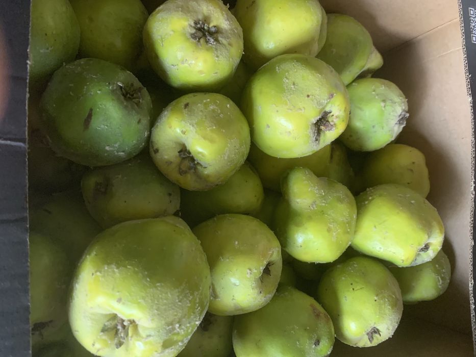 Owoce pigwy ekologiczna