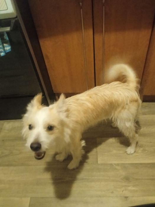 Отдам двоих собачек