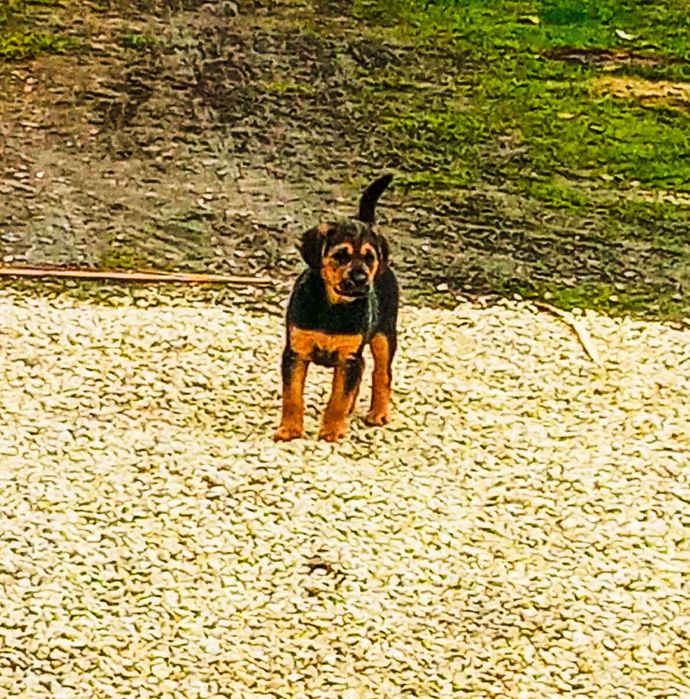 Szczeniak pies do oddania