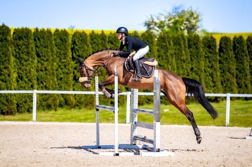 Śliczna doświadczona klacz