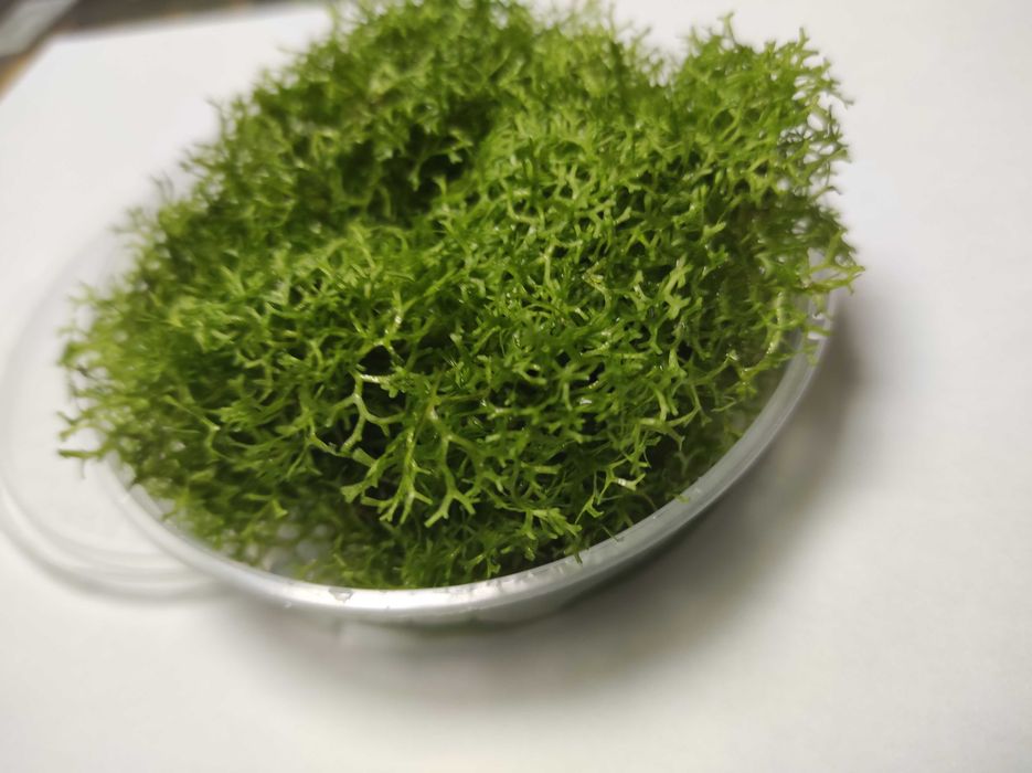 Dekoracja akwariowa wgłębka