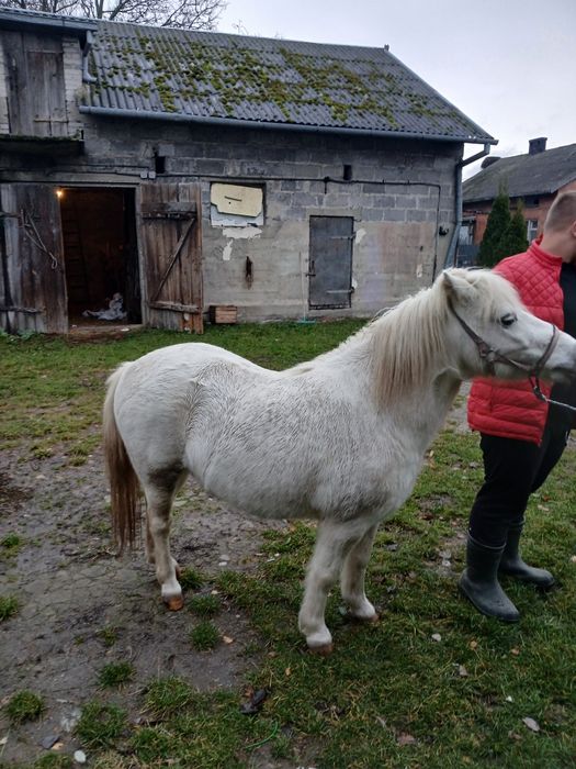Witam sprzedam wałacha 120 cm