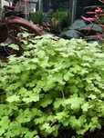 Hydrocotyle tripartita sp. Japam - roślina akwariowa