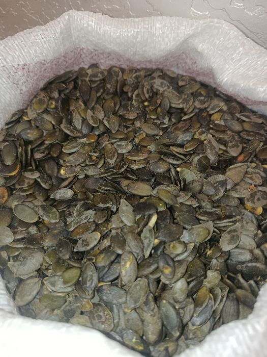 Гарбузове голонасіння