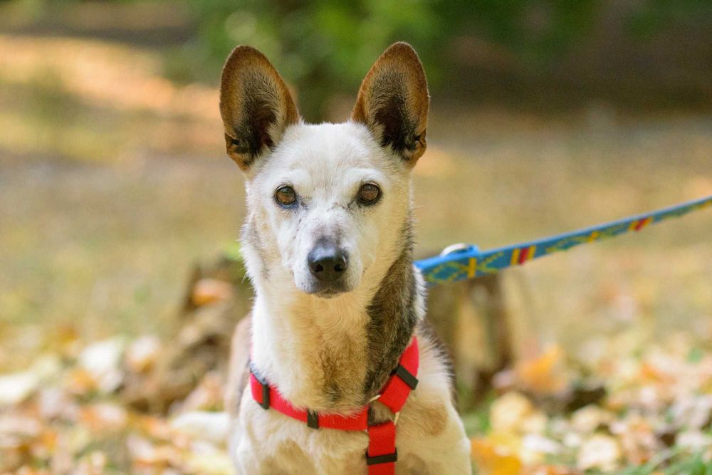 Lima - malutka ok 8 kg starsza sunieczka szuka domu