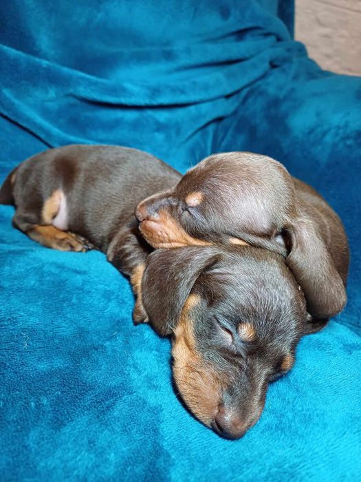 Jamnik czekoladowy krótkowłosy miniatura suczka