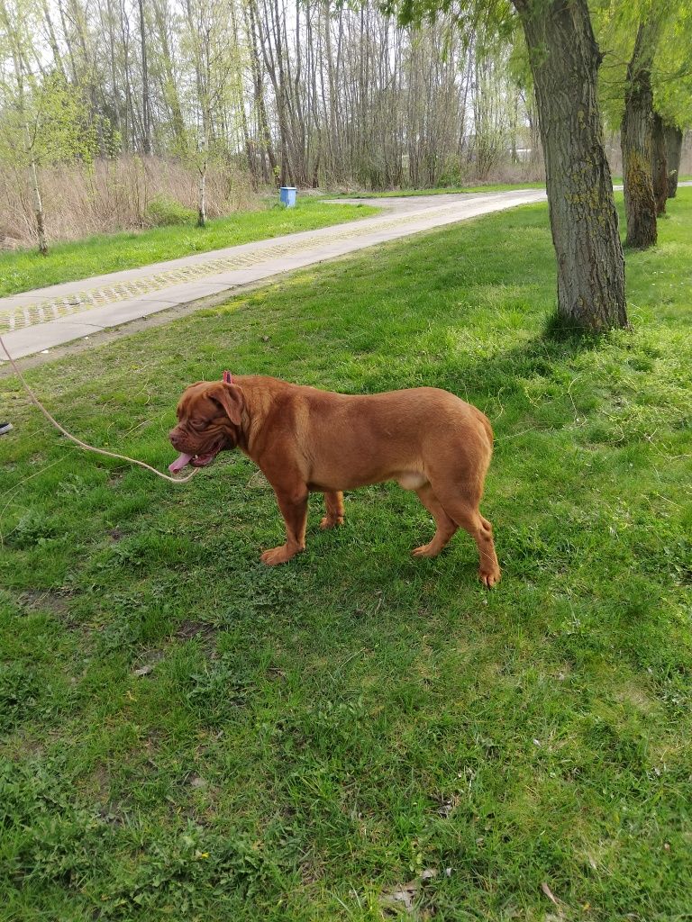 Sprzedam psa dog de bordeaux