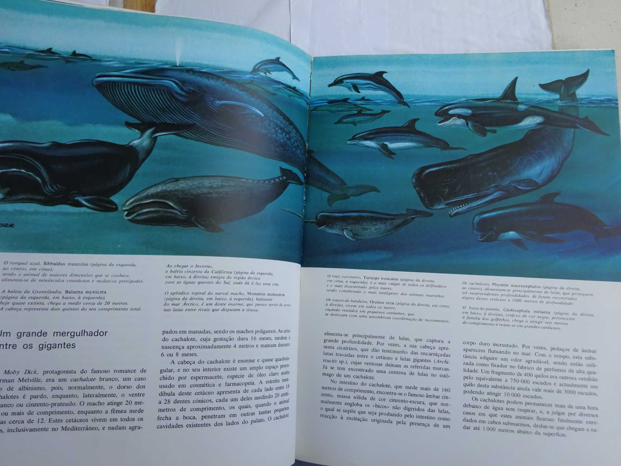 O Grande Livro dos Oceanos