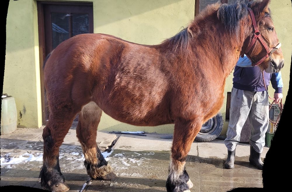 Sprzedam klacz zimnokrwistą 3 letnia źrebna