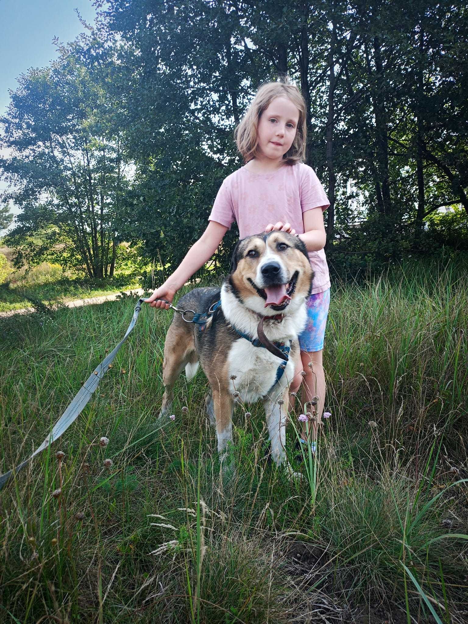 Bolo - duży pies w typie owczarka Środkowoazjatyckiego szuka domu !