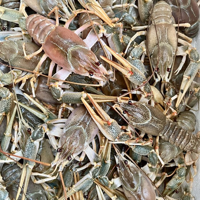 Від рибака живі раки