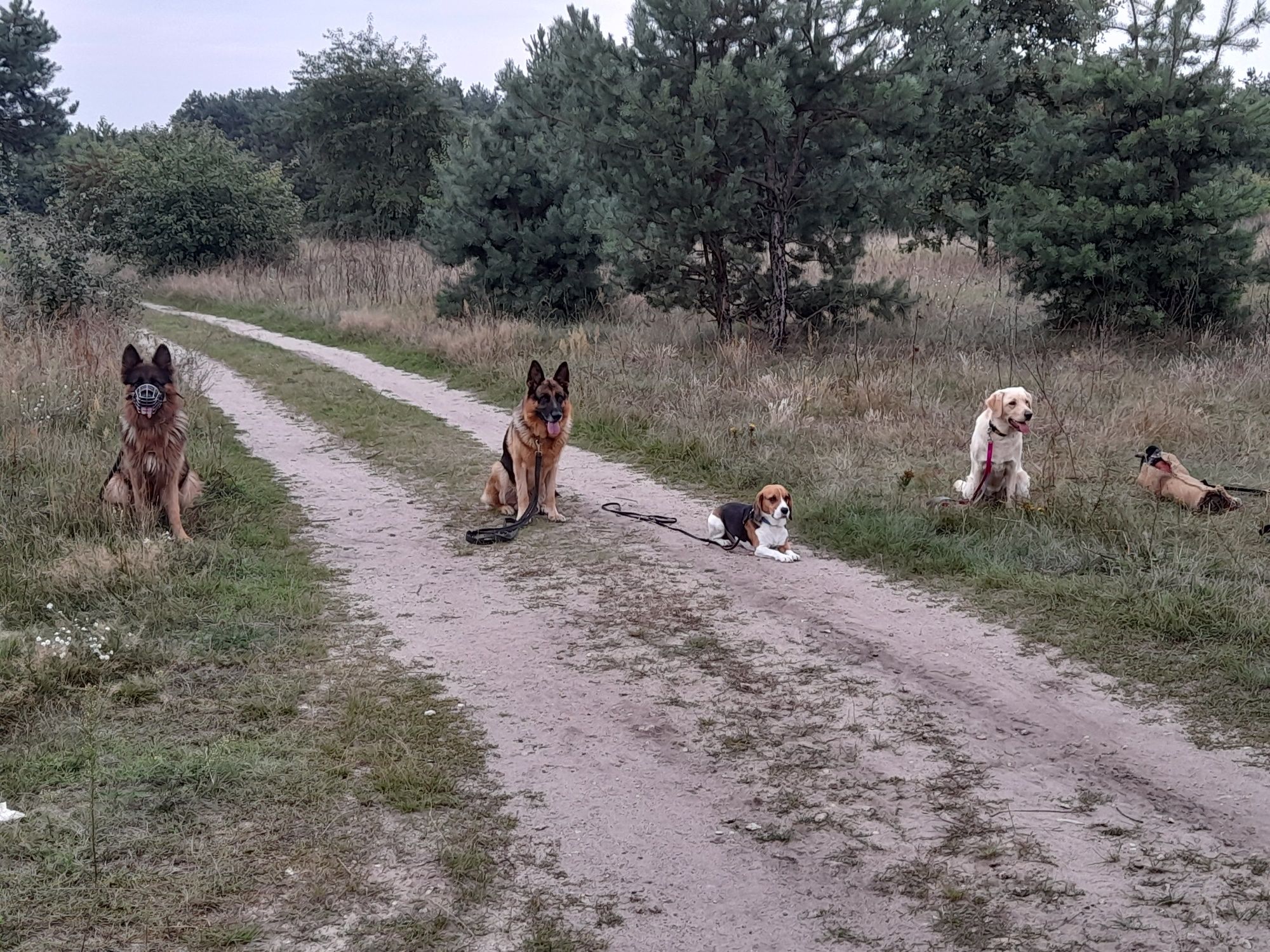 Szkolenie psów masz problem  zdzwoń