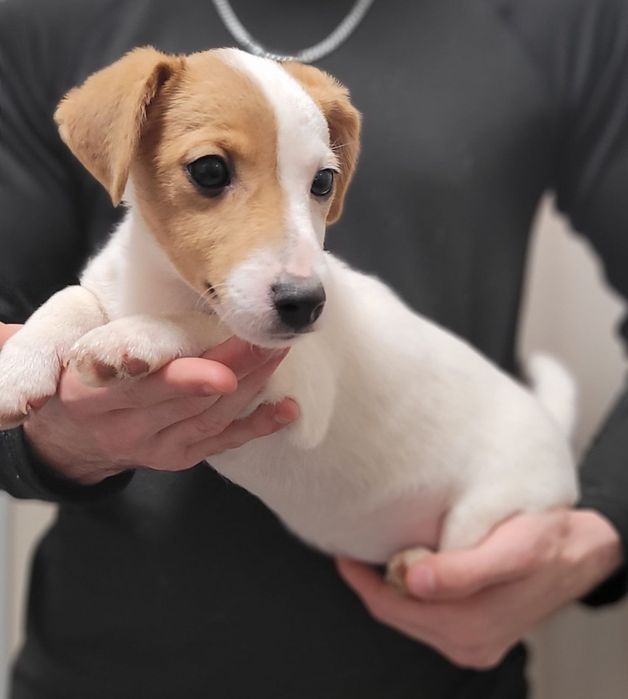 Jack Russell Terrier suczka