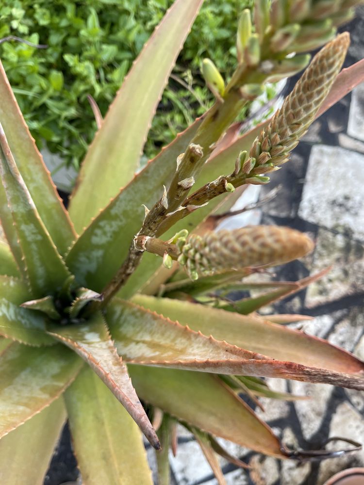 Aloe Vera adulto em vaso