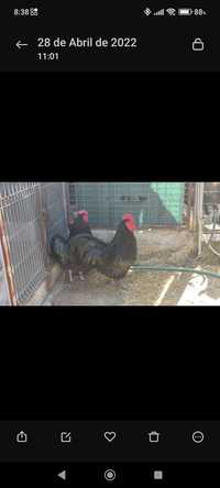 Troco galinhas australorp puras