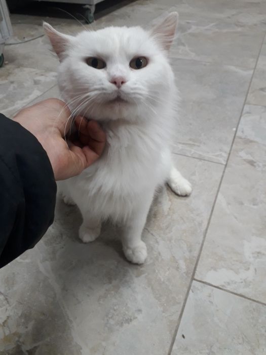 Віддаю в добрі руки